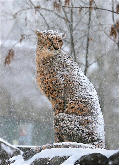 Snow-Covered Cheetah
