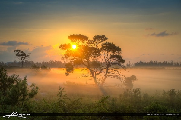 Thick Fog Over Florida Landscape Sunrise